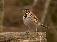 Emberiza schoeniclus