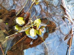 Lysimachia nummularia