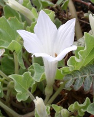 Exodeconus miersii