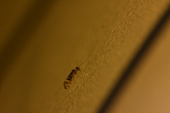 Graphopsocus