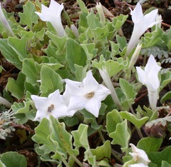 Exodeconus miersii