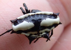 Gasteracantha cancriformis