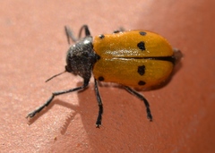 Lachnaia italica