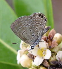Hemiargus ramon