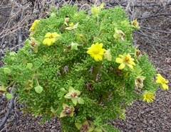 Lecocarpus pinnatifidus