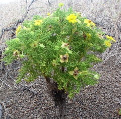 Lecocarpus pinnatifidus
