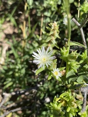 Delosperma herbeum