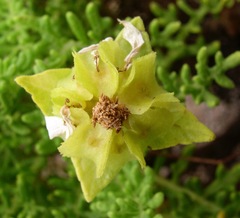 Lecocarpus pinnatifidus
