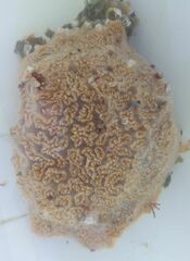 Aplidium