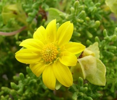 Lecocarpus pinnatifidus