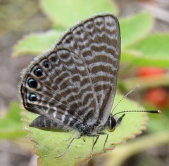 Leptotes parrhasioides