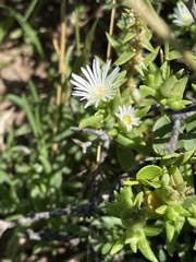 Delosperma herbeum