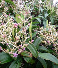 Miconia robinsoniana