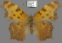 Polygonia progne