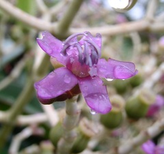 Miconia robinsoniana