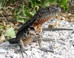 Microlophus albemarlensis