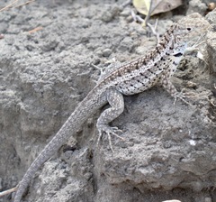 Microlophus albemarlensis