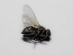 Musca domestica domestica