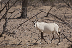 Oryx leucoryx