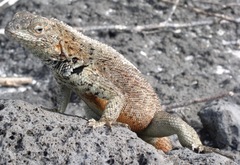 Microlophus delanonis