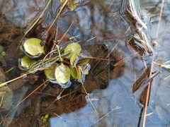 Lysimachia nummularia