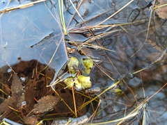 Lysimachia nummularia