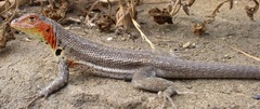 Microlophus jacobii