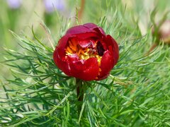 Paeonia tenuifolia
