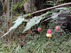 Callianthe megapotamica