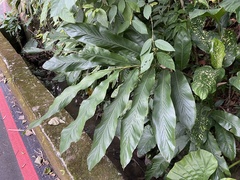 Alpinia uraiensis