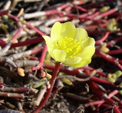 Portulaca howellii