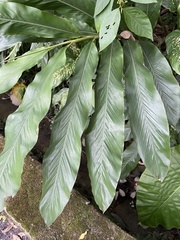 Alpinia uraiensis