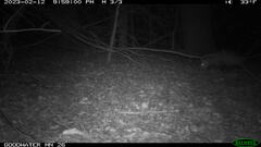 Didelphis virginiana