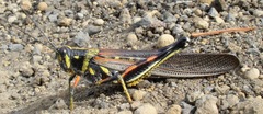 Schistocerca melanocera