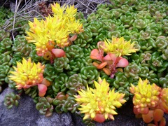 Sedum oreganum