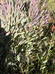 Protea