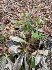 Helleborus orientalis