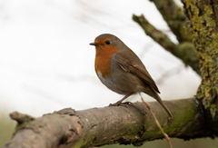 Erithacus rubecula