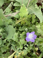 Phacelia patuliflora