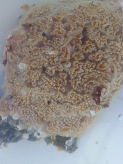 Aplidium