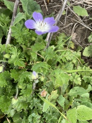 Phacelia patuliflora