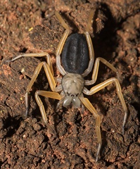 Platyoides walteri