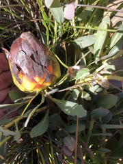 Protea