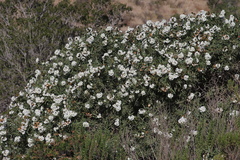 Cordia decandra
