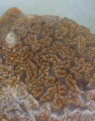 Aplidium
