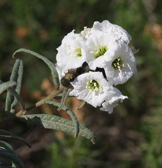 Cordia decandra