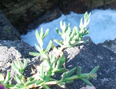 Carpobrotus glaucescens