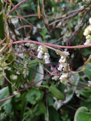Cuscuta japonica