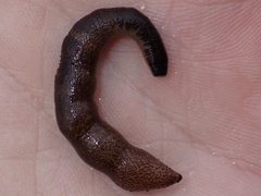 Sipuncula