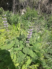 Salvia sclareoides